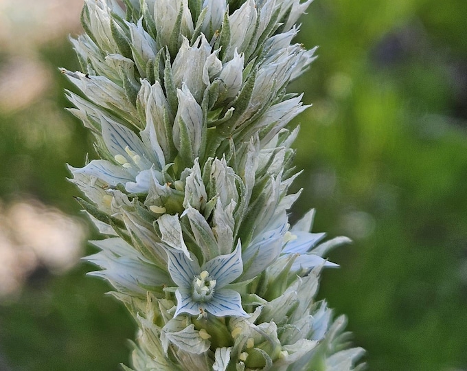 Kern Frasera Seeds|Frasera tubulosa|California Native Plants|Southwestern Wildflowers|Organic|California Native Wildflower Seeds|Gardening