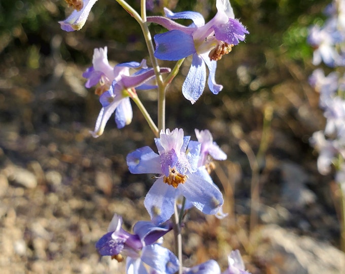 Desert Larkspur Seeds|Delphinium parishii|California Native Wildflowers|California Native Plants|California Native Seeds|Southwestern Flower