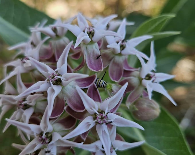 Showy Milkweed Seeds|Asclepias speciosa California Native Plants|Native Wildflower Seeds|Southwestern Plants|Gift|Gardening|Butterfly Garden