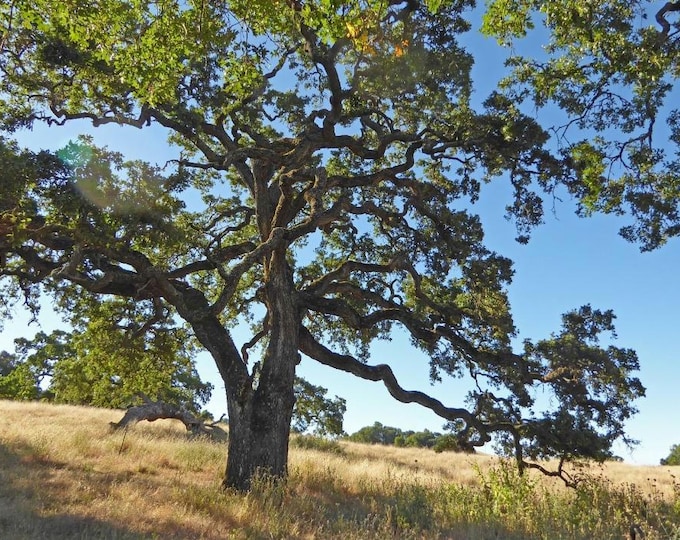 Pre-sprouted Valley Oak Acorns|Quercus lobata|California Native Plants|Native Trees|Oak tree|Acorns|Southwestern plants|California Tree|Gift
