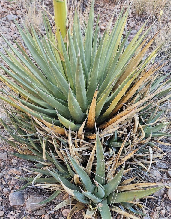 Utah Agave Seeds|agave Utahensis|arizona Native Plants|native Agave  Plants|desert Plants|cactus|desert Plant Seeds|gift for Gardener|rare| -  Etsy Israel