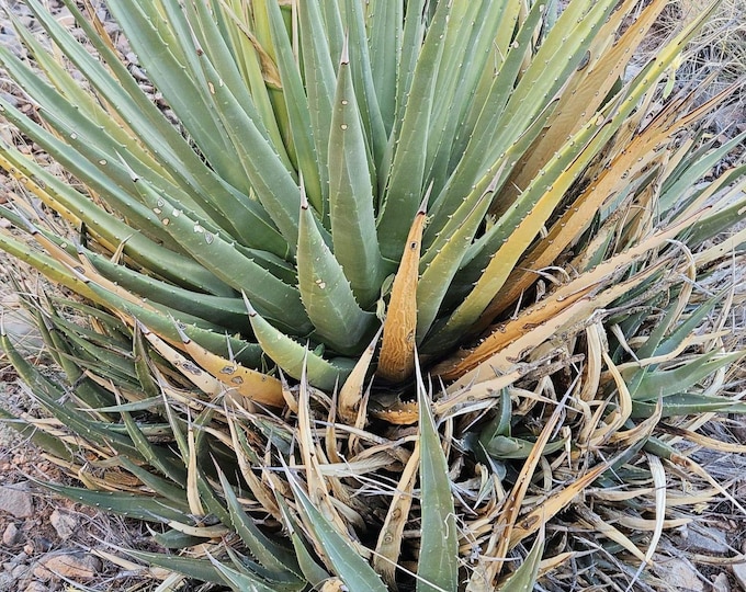 Utah Agave Seeds|Agave utahensis|Arizona Native Plants|Native Agave Plants|Desert Plants|Cactus|Desert Plant Seeds|Gift for Gardener|Rare|