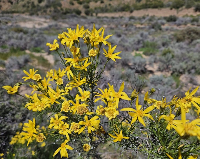 Linear Leaved Goldenbush Seeds|Ericameria linearifolia|California Native Plants|Native Wildflowers|Southwestern Flowers|Gifts for Gardeners