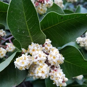 May include: Close-up of a flowering plant with clusters of small white flowers with yellow centers. Large, glossy green leaves frame the blooms. Some flower clusters have hints of pink and red. The background is blurred, suggesting a natural setting.