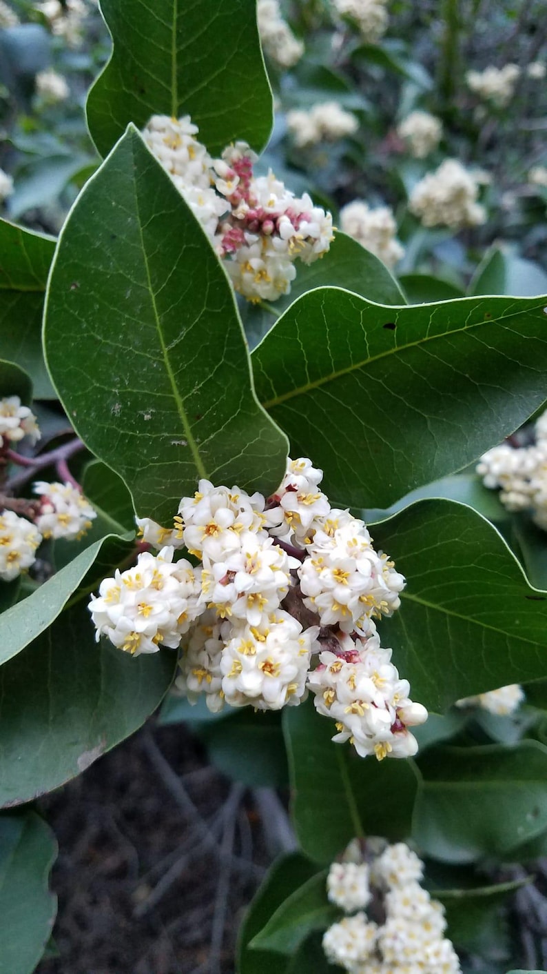 May include: Close-up of a flowering plant with clusters of small white flowers with yellow centers. Large, glossy green leaves frame the blooms. Some flower clusters have hints of pink and red. The background is blurred, suggesting a natural setting.
