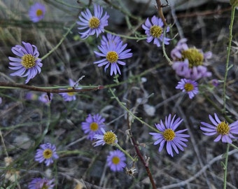 Leafy Daisy Seeds|Erigeron foliosus|California Native Wildflowers|Native Plants|Daisy|Aster|Southwestern Wildflowers|Gardening|Native Seeds