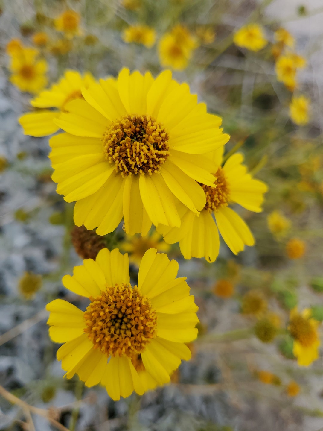 Brittlebush Seedsencelia Farinosacalifornia Native Wildflowersnative
