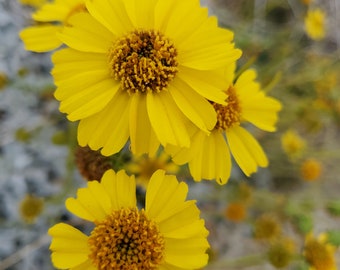 Brittlebush Seeds|Encelia farinosa|California Native Wildflowers|Native Plants|Desert|Native Seeds|Native Plants|Daisy|Aster|Southwestern