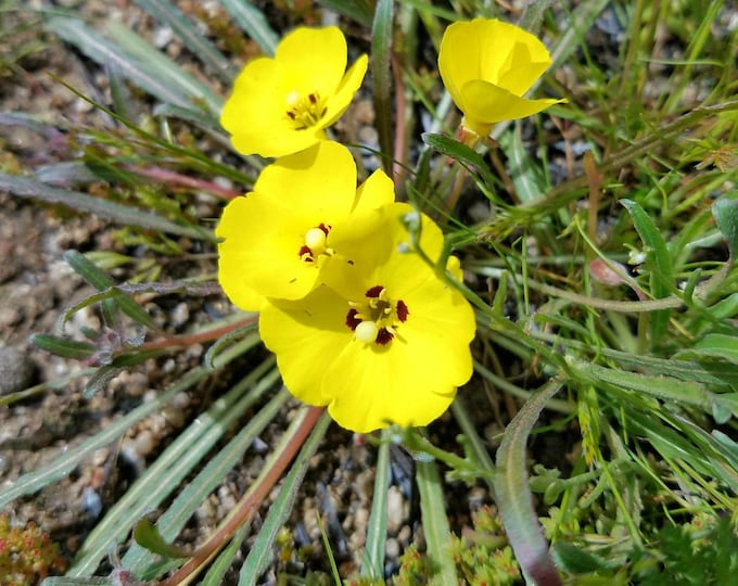 California Sun Cup Seeds|Camissoniopsis bistorta|California Native Plants|Native Wildflower Seeds|Native Coastal Plants|Southwestern Plants
