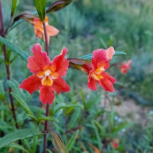 Red Bush Monkeyflower|Diplacus aurantiacus var puniceus seeds|California Native Wildflower|Native Plants|Organic|Southwestern Wildflowers