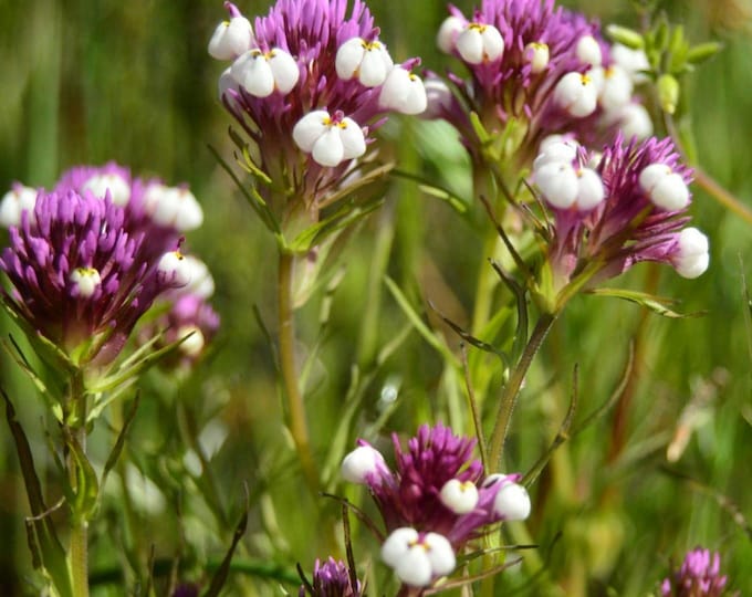Purple Owl's Clover Seeds|Castilleja exserta|California Native Wildflowers|Native Plants|Native Seeds|Desert|Southwestern Wildflowers|Garden