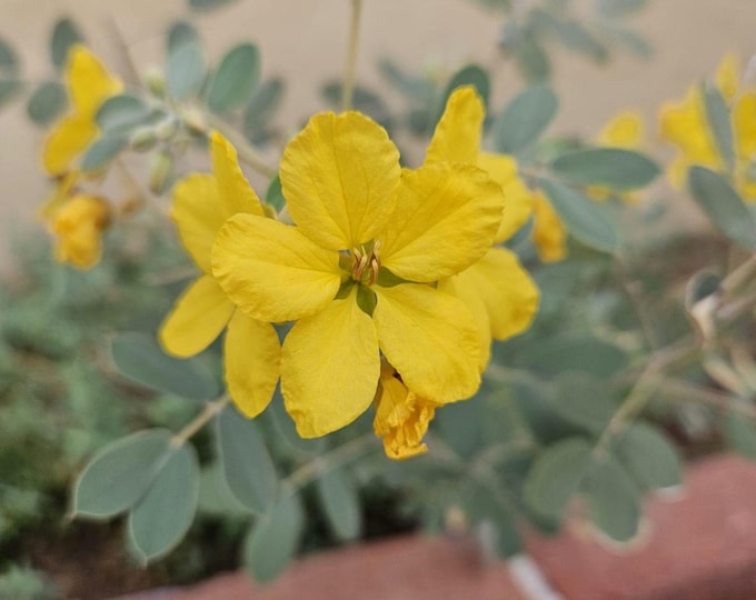 Coves' Cassia Seeds|Senna covesii|California Native Plants|Desert Native Plants|Desert Wildflowers|California Wildflower Seeds|Rare|Organic