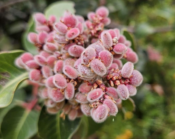 Lemonade Berry Seeds|Rhus integrifolia|California Native Plant Seeds|Native Wildflowers|Southwestern Plants|Native Plant Garden|Plant Lover|