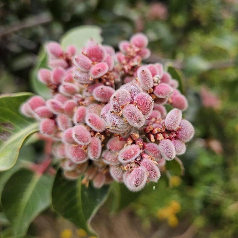 May include: Close-up of a cluster of pink, fuzzy seed pods. The pods are oval-shaped and covered in a soft, downy texture. Green leaves are visible in the background, with a blurred, natural setting.