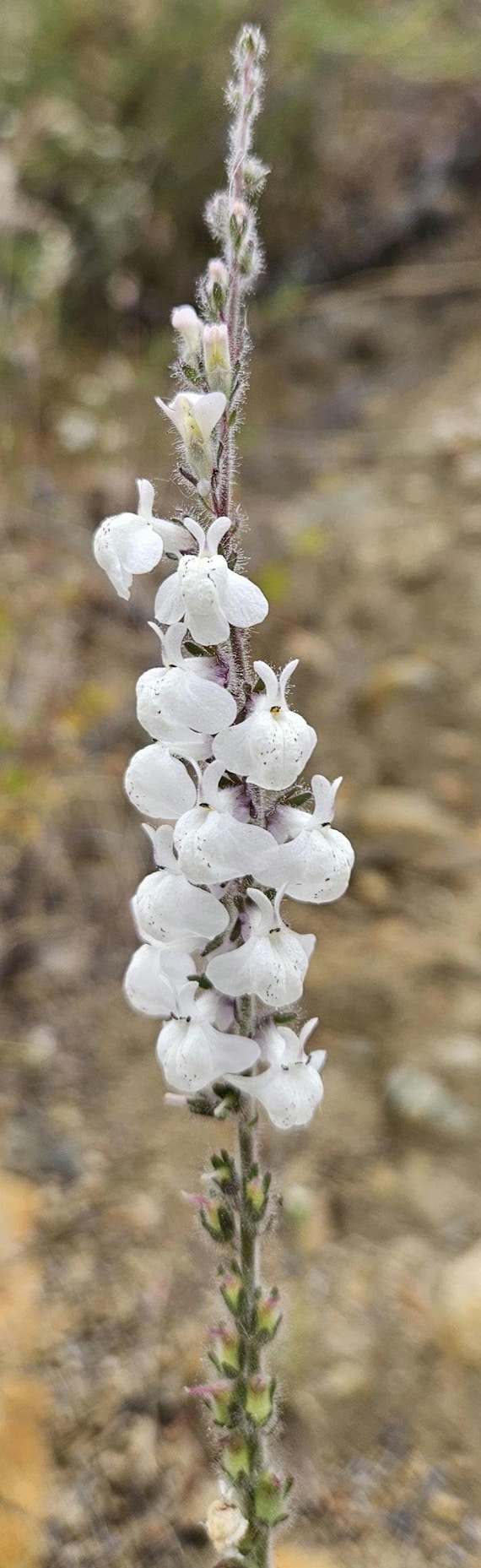 Coulter Snapdragon Seeds|Antirrhinum coulterianum|California Native Plants|Native Wildflower Seeds|Native Snapdragon Seeds|Gift|Southwestern