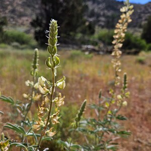 Father Crowley's Lupine SeedsLupinus padre-crowleyiNative PlantWildflowerWildflowerCalifornia NativeOrganicGardeningRareSouthwest image 6