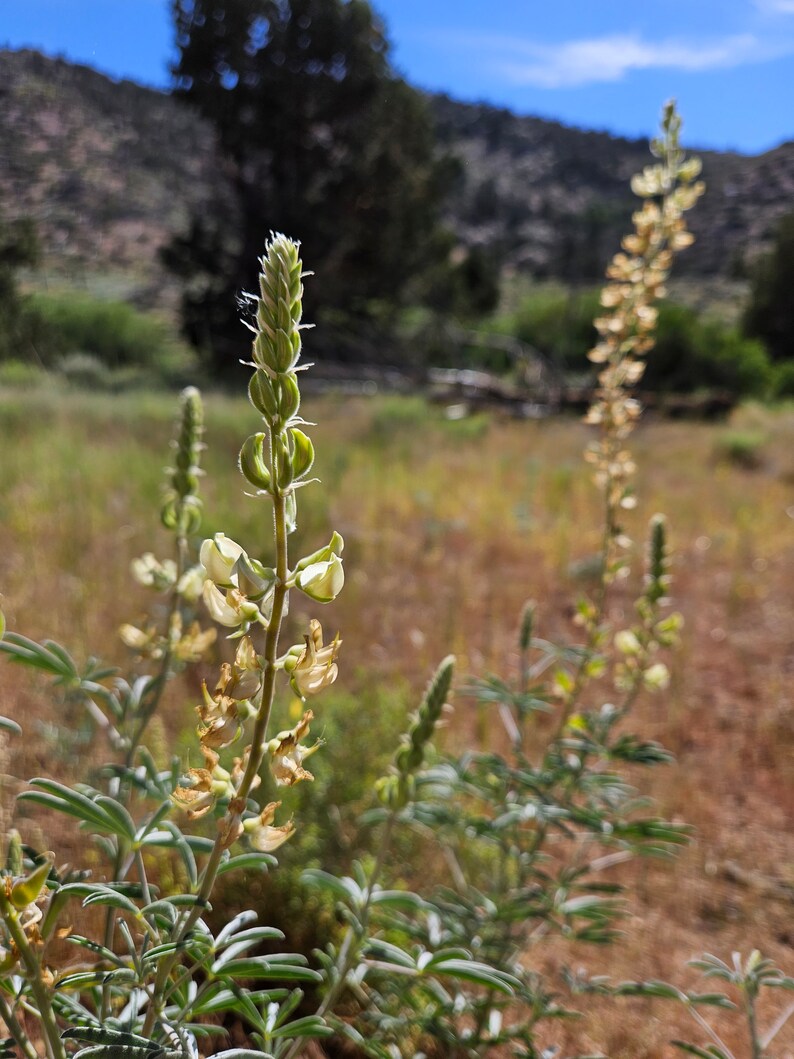 Father Crowley's Lupine SeedsLupinus padre-crowleyiNative PlantWildflowerWildflowerCalifornia NativeOrganicGardeningRareSouthwest image 6