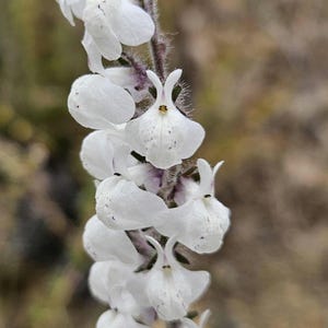 May include: Close-up of a flowering plant with white, uniquely shaped blossoms. The flowers are arranged along a slender, fuzzy stem. The background is a soft, blurred mix of greens and browns, suggesting a natural setting.