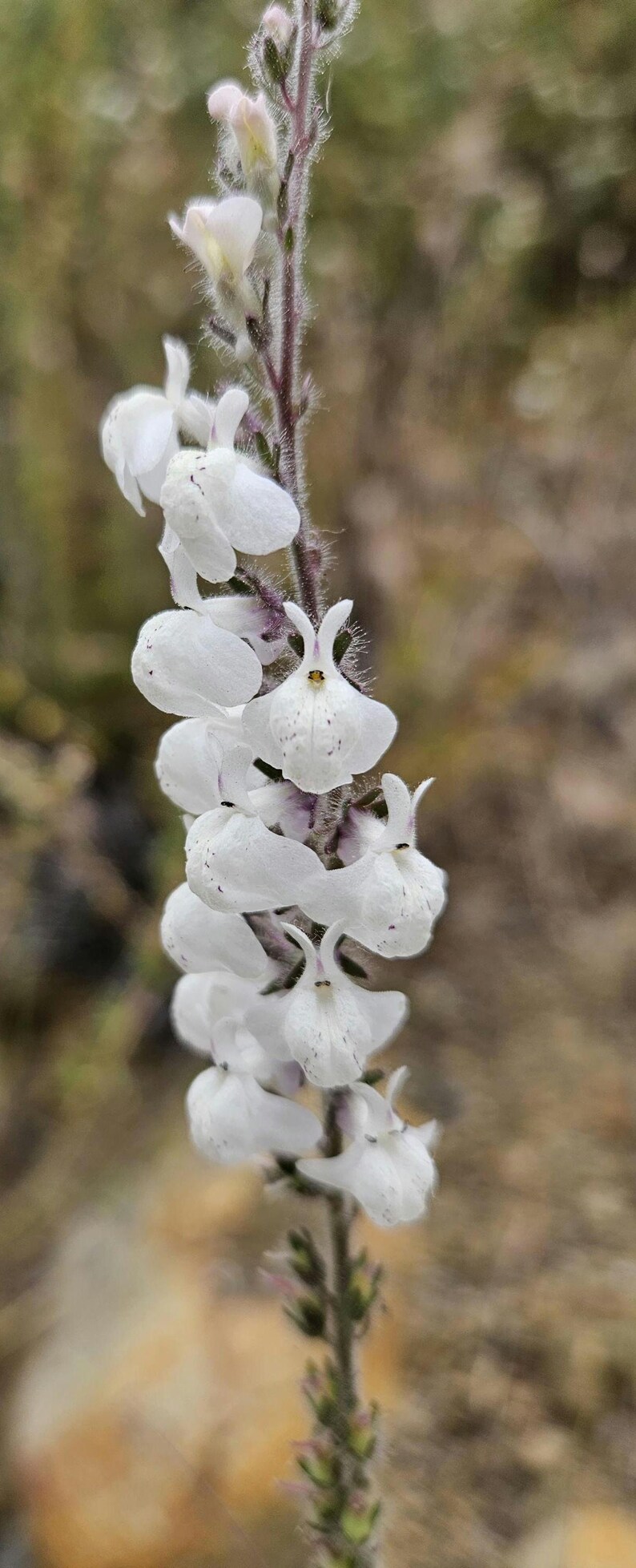 May include: Close-up of a flowering plant with white, uniquely shaped blossoms. The flowers are arranged along a slender, fuzzy stem. The background is a soft, blurred mix of greens and browns, suggesting a natural setting.
