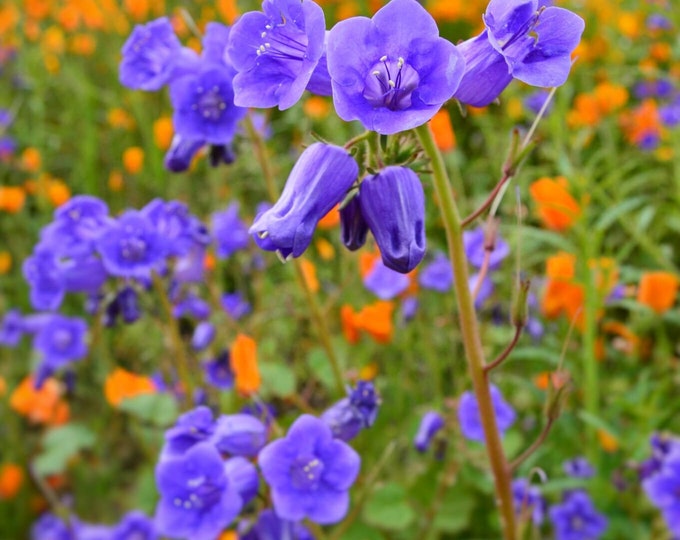 California Poppy & Bluebell Wildflower Seed Mix|California Native Wildflowers|Southern California Native Plant Seed Mix|Phacelia Minor|Gift