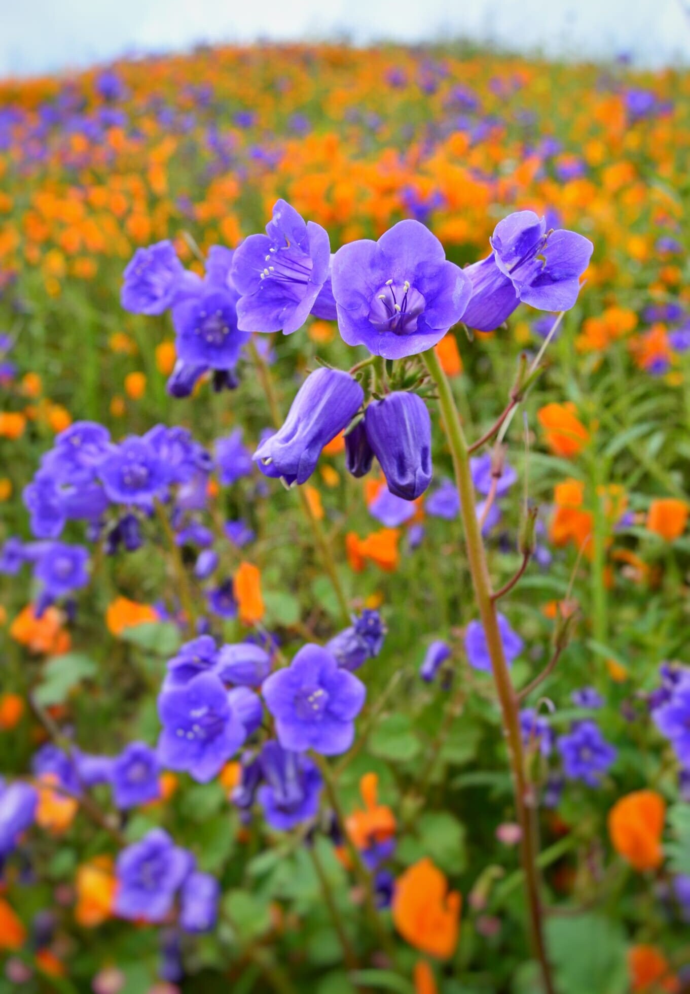 California Poppy & Bluebell Wildflower Seed Mix|california