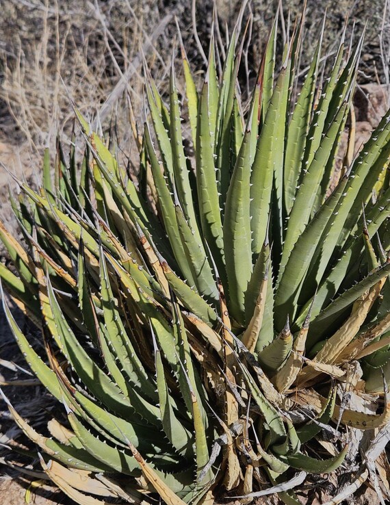 Utah Agave Seeds|agave Utahensis|arizona Native Plants|native Agave  Plants|desert Plants|cactus|desert Plant Seeds|gift for Gardener|rare| -  Etsy