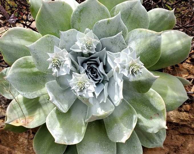 Chalk Dudleya Seeds|Dudleya pulverulenta|California Native Plant|Gardening|Organic|Rare|Drought Tolerant|Succulent|Exotic|Native Garden|Gift