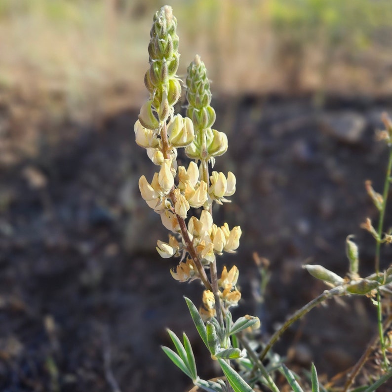 Father Crowley's Lupine SeedsLupinus padre-crowleyiNative PlantWildflowerWildflowerCalifornia NativeOrganicGardeningRareSouthwest image 1