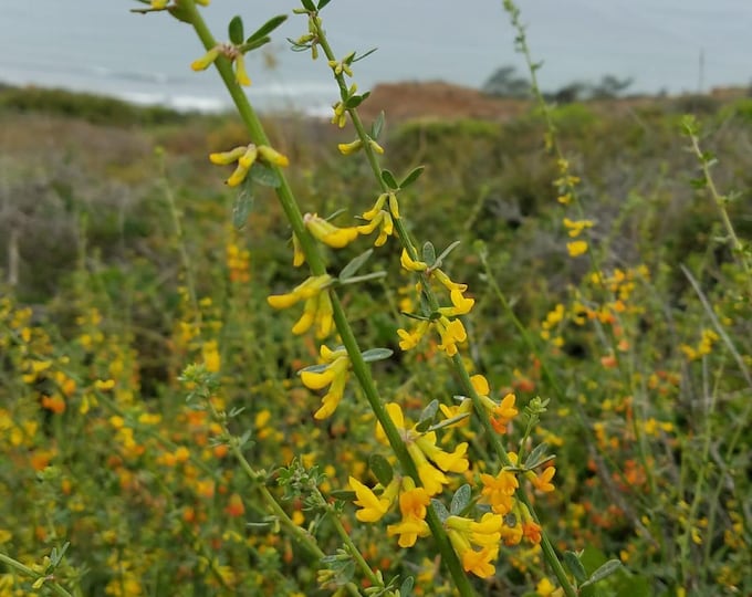 Deer Plant Seeds|Acmispon glaber|California Native Plants|Native Wildflowers|Southwestern Plants|Southwestern Wildflowers|Organic Seeds|Gift