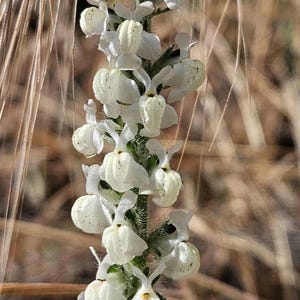 May include: Close-up of a flowering plant with a tall, green stem covered in small white flowers. The flowers are clustered along the stem, with a backdrop of dry, tan-colored grasses.