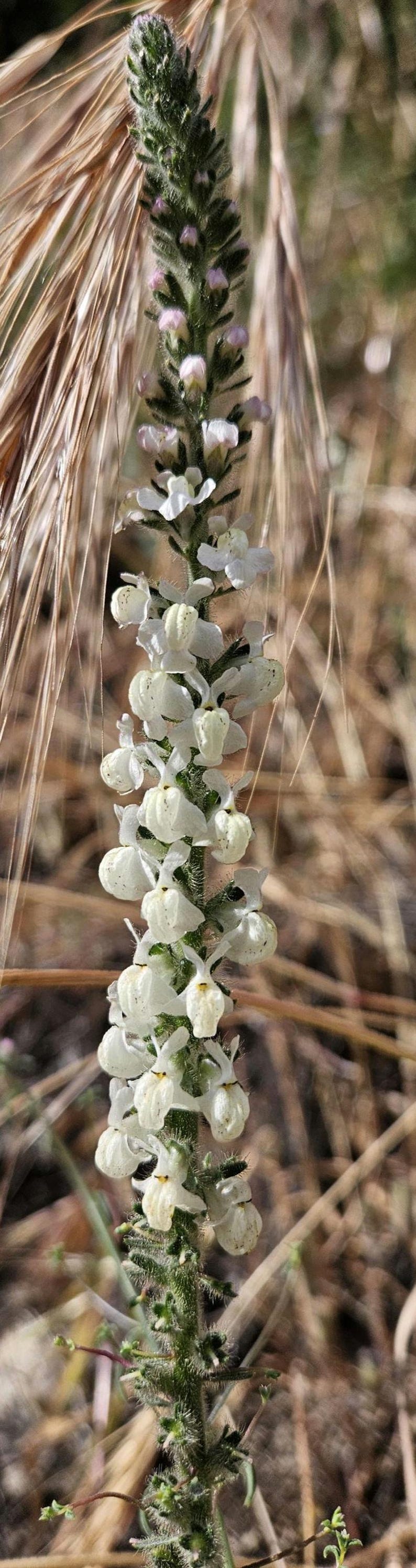 May include: Close-up of a flowering plant with a tall, green stem covered in small white flowers. The flowers are clustered along the stem, with a backdrop of dry, tan-colored grasses.