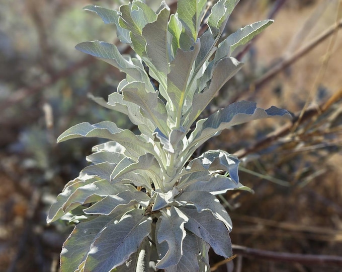 White Sage Seeds|Salvia apiana|California Native Plants|Native Wildflowers|Native Plant Seeds|Native Sage Seeds|Medicinal Plants|Sacred|Gift