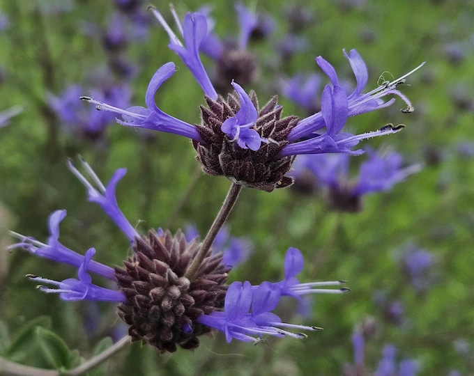 Salvia clevelandii Seeds|winnifred gilman|California Native Plants|Native Wildflowers|Wildflower Seeds|Sage seeds|Cleveland Sage|Organic