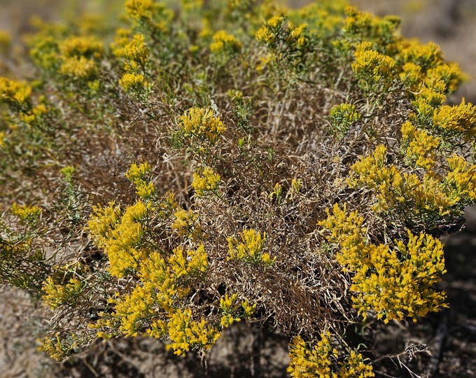 Stickyleaf Rabbitbrush Seeds|Chrysothamnus viscidiflorus|California Native Wildflowers|Native Plants|Southwestern Wildflowers|Gardening