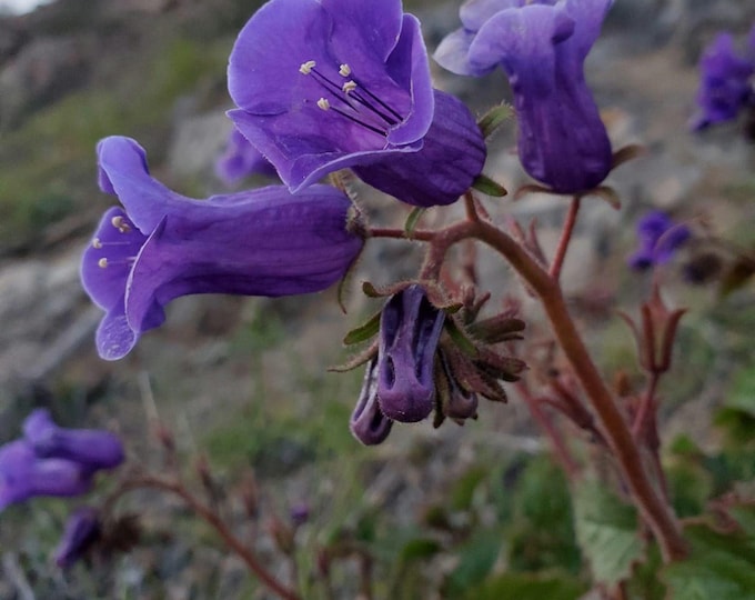 California Bluebell Seeds|Phacelia minor|California Native Plants|Native Wildflowers|California Wildflower Seeds|Southwestern Wildflowers