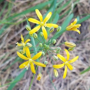 Common Goldenstar Seeds|Bloomeria crocea |Golden Stars|California native seeds|Rare Wildflowers|Southwestern Wildflowers|Gardening|Organic