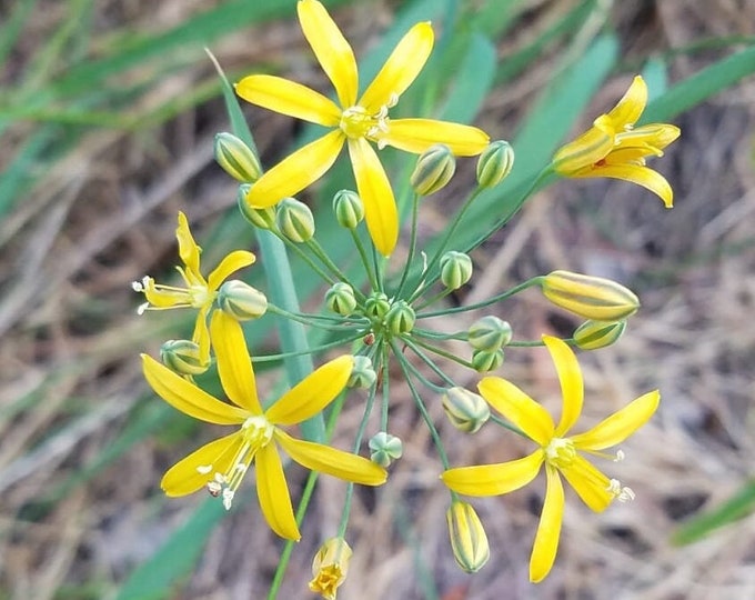 Common Goldenstar Seeds|Bloomeria crocea |Golden Stars|California native seeds|Rare Wildflowers|Southwestern Wildflowers|Gardening|Organic