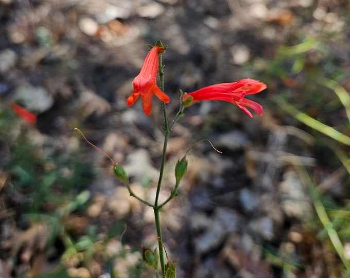 Beaked Penstemon Seeds|Penstemon rostriflorus|California Native Plant|Native Wildflower|Native Seeds|Southwestern Wildflowers|Gardening|Rare