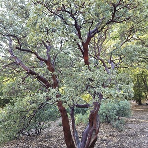May include: A tree with reddish-brown bark and light green leaves. The tree's branches spread out, and the leaves are small and numerous. The tree is in a natural setting, with other green bushes and brown ground cover.