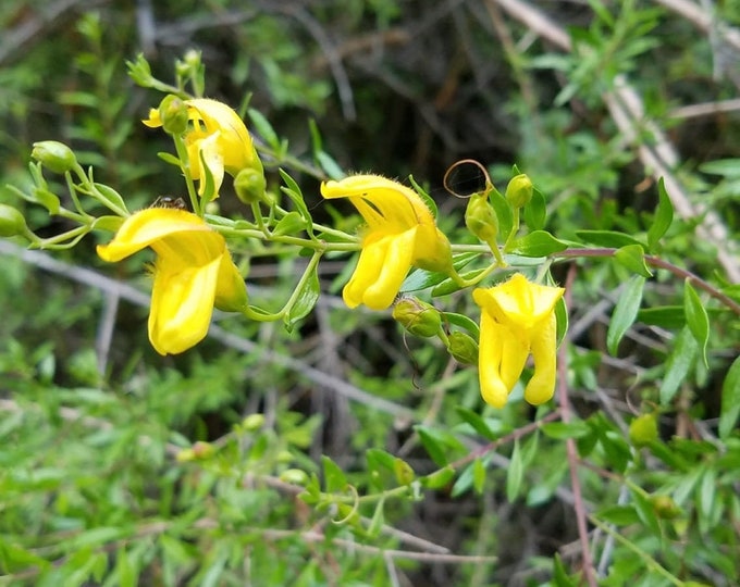 Yellow Bush Penstemon Seeds|Keckiella antirrhinoides|California Native Wildflowers|Native Plants|Southwestern|Gardening|Native Seeds|Rare