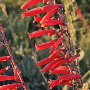 May include: A close-up of a cluster of bright red trumpet-shaped flowers blooming on a green stem. The flowers are arranged in a cascading pattern, creating a vibrant display of color.