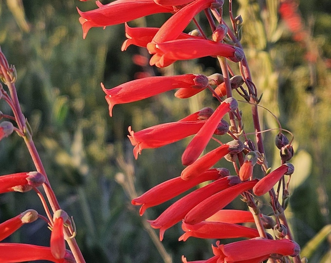 Scarlet Bugler Seeds|Penstemon centranthifolius|California Native Plants|Native Wildflowers|California Wildflowers|Pollinator Plants|Organic