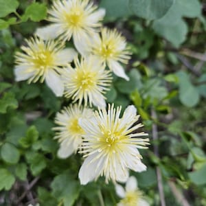 Chaparral Clematis Seeds|Clematis lasiantha|California Native Plants|Native Wildflower Seeds|Southwestern Plants|Native Plant Garden|Vine