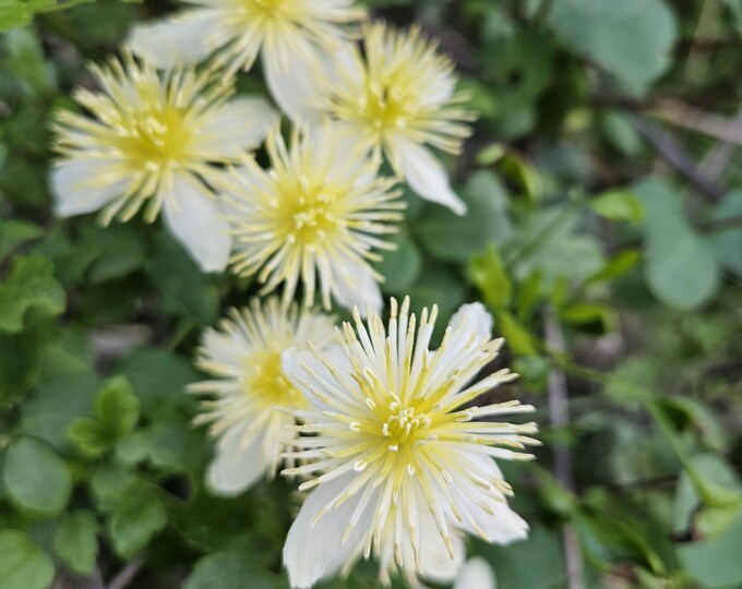 Chaparral Clematis Seeds|Clematis lasiantha|California Native Plants|Native Wildflower Seeds|Southwestern Plants|Native Plant Garden|Vine