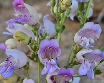 Grinnell's Beardtongue Seeds|Penstemon grinnellii|California Native Plants|Native Wildflowers|Native Seeds|Southwestern Wildflowers|Organic