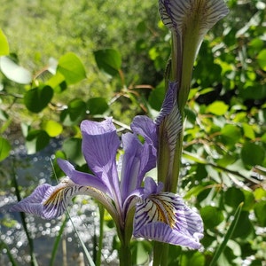 May include: A close-up of a purple iris flower with intricate patterns of white and yellow on its petals. The flower is in full bloom, with a bud and green stem. The background is blurred, showing green foliage and a stream.