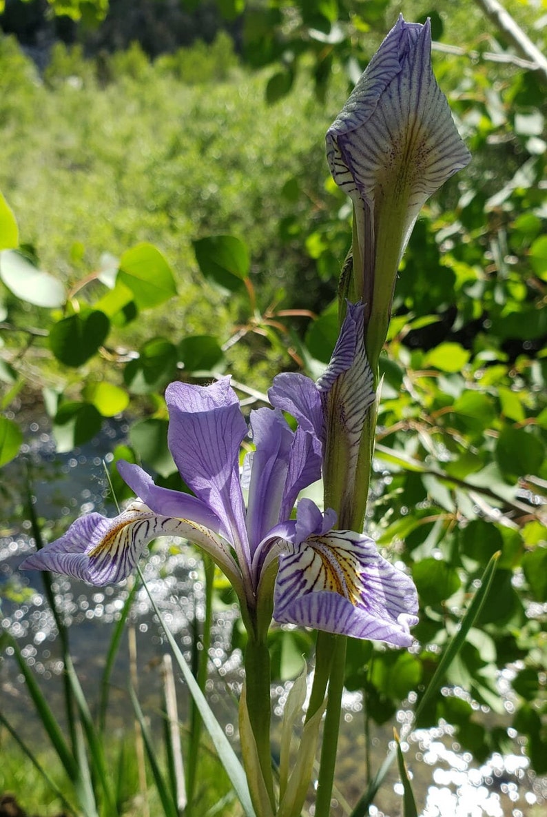 May include: A close-up of a purple iris flower with intricate patterns of white and yellow on its petals. The flower is in full bloom, with a bud and green stem. The background is blurred, showing green foliage and a stream.