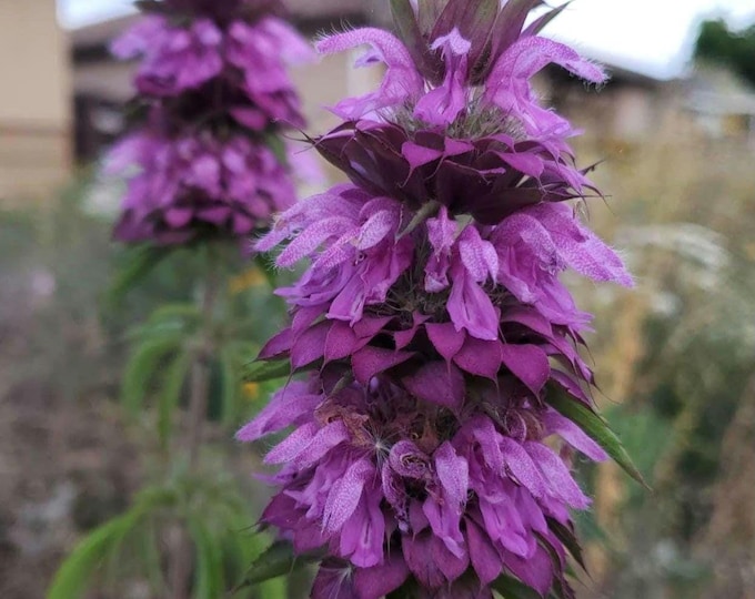 Lemon Beebalm Seeds|Monarda citriodora|Texas Native Plants|Native Wildflowers|Southwestern Plants|Organic Seed|Native Plant Garden|Medicinal