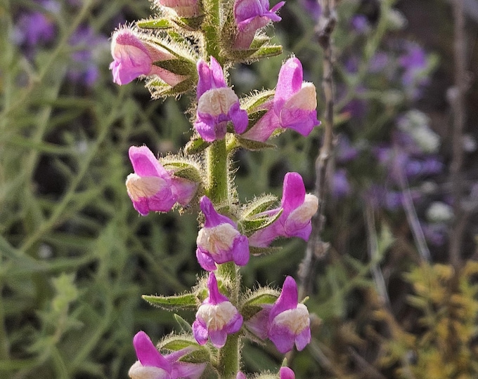Withered Snapdragon Seeds|Antirrhinum multiflorum|Sierra Snapdragon|California Native Plants|Native Wildflower Seeds|Southwestern|Rare seeds