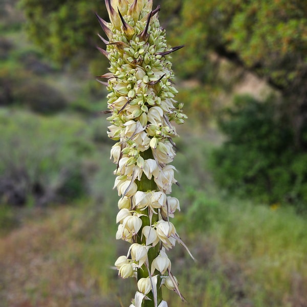 Chaparral Yucca Seeds|Hesperoyucca whipplei|California Native Plants|Southwestern|Organic|Gardening|Native Plants|Wildflowers|Native Seeds